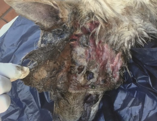 The dog had to be put down due to the severity of its injuries. 