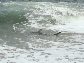 The shark was released by Roarke within a minute.