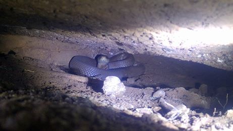 The spitting cobra that was found in Westville. 