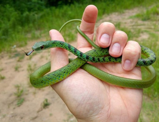 50shsnake3