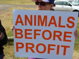Protestors held up several placards saying they were against using animals in the the circus.