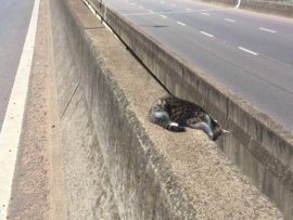 The cat was stranded on the Connaught Bridge.