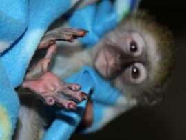 Baby Irene after her life saving treatment from the Centre for the Rehabilitation of Wildlife (CROW).