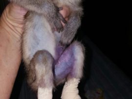 Baby Irene on the mend.
