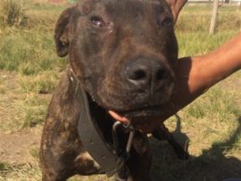 Storm, the pit bull terrier previously owned by a man found guilty of animal cruelty.