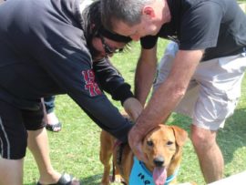 A very cool, calm and collected dog, Alex, getting micro-chipped by Doreen Mendelson and Mark Crichton.