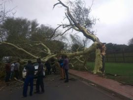 Golf Course Drive was closed after a tree collapsed onto a vehicle earlier today.