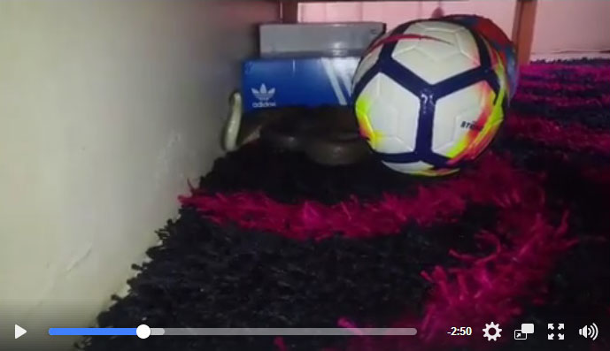 The mamba was under a sleeper couch.