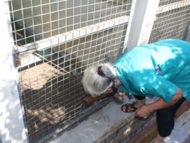 Redhill kennel owner, Anita van Rensburg picks up the pieces of metal fence that a terrified pooch to escape the fireworks.