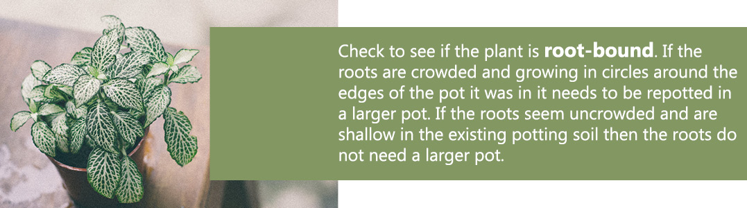 repotting-3