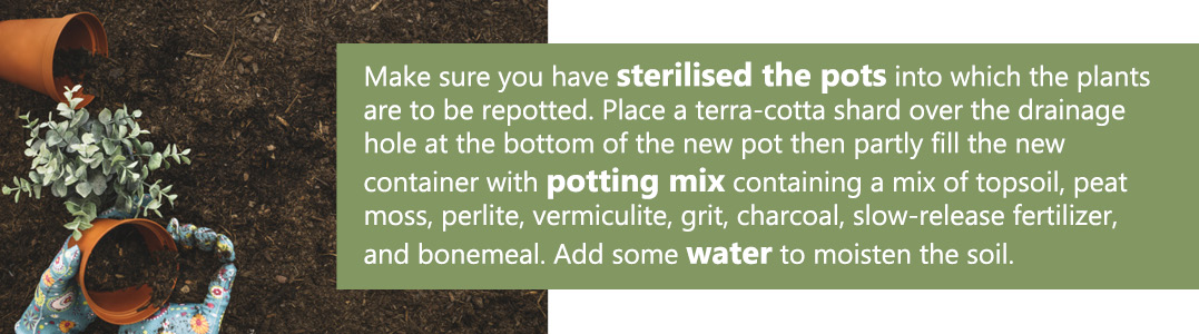 repotting-5