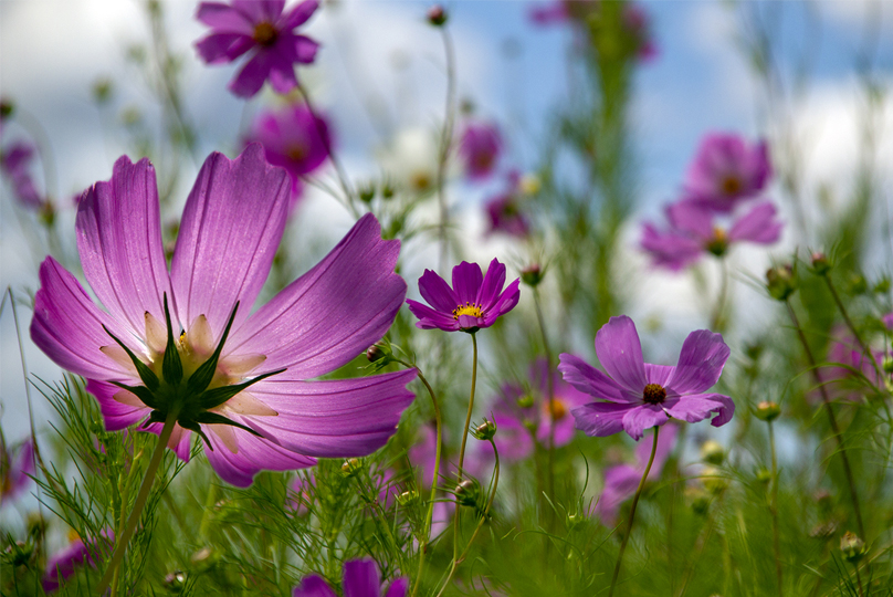 ARLENE MULLINS IMG_2949new