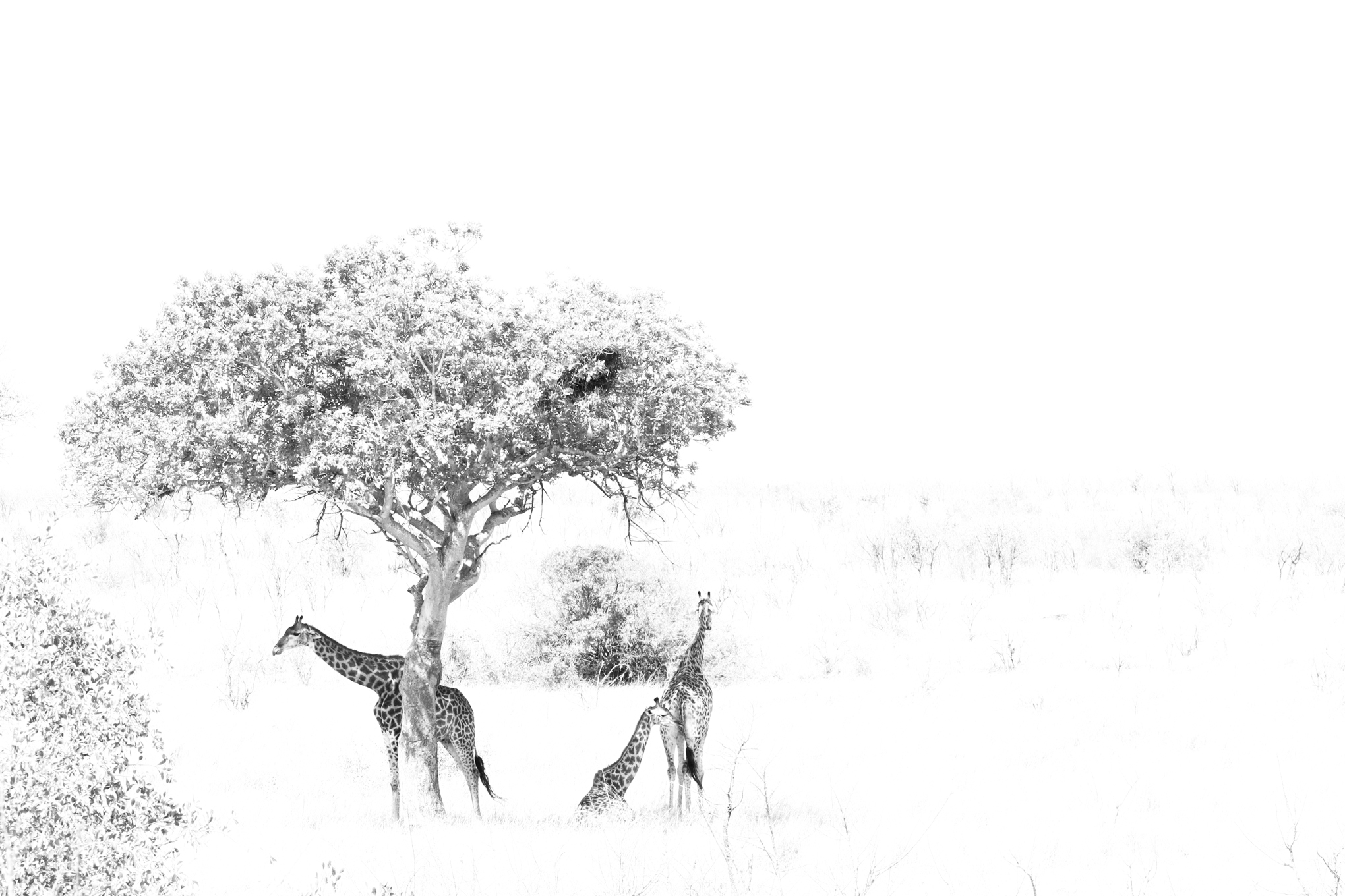 NOBBY CLARKE 20180925_00400