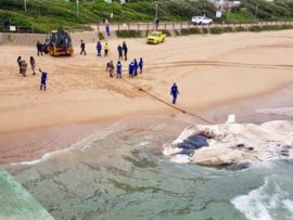 The carcass was towed out of the water.