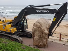 The carcass was separated into smaller pieces in order to place them in waste skips nearby. PHOTO: DeWet Geldenhuys