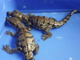 A clutch of four little Nile Crocodiles and 18 unhatched eggs were admitted into the Centre for Rehabilitation of Wildlife (CROW.