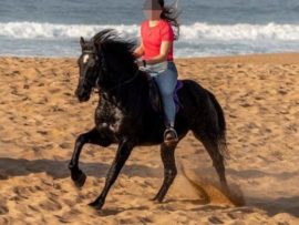 Two horses remain at large while one of the horses was located on the N2.
