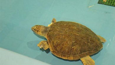 24dhturtle(3)_74569
