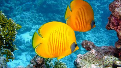 zitronenfalter-fish-380037_960_720