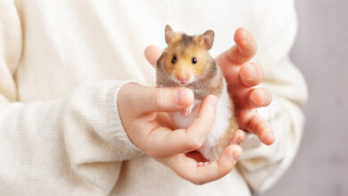 What to consider before buying your child a hamster