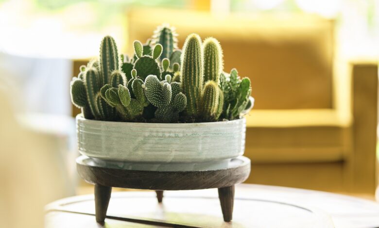 Alice Coetzee - 26-08-2022- gardening - indoor plants photo 1