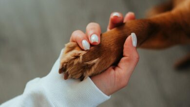 Rabies is a vaccine preventable disease