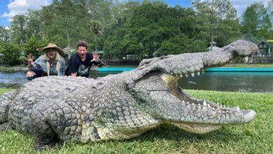 croc 3