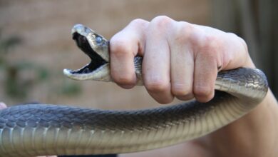Black mamba