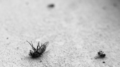 fly-gc7699a8c8_640