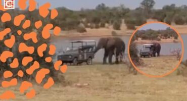 Tow 'trunk' saves the day as safari vehicle gets stuck