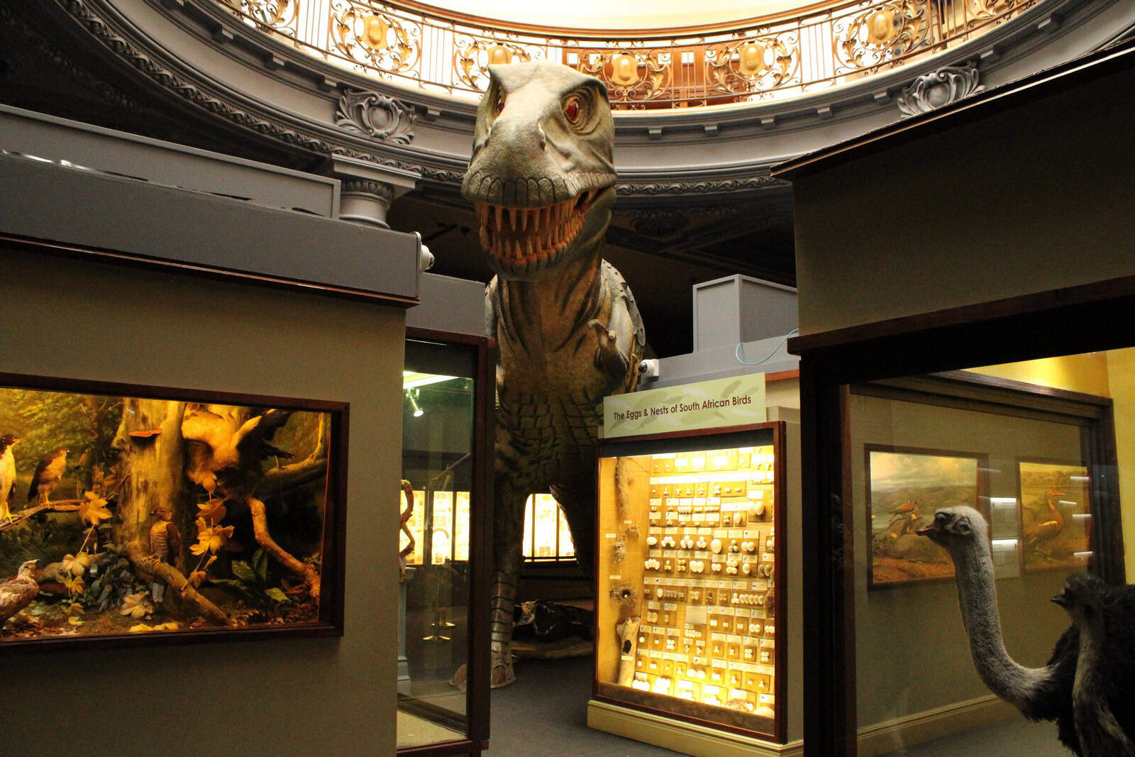 Volunteers needed for Durban Natural Science Museum