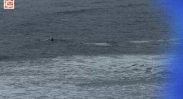 western Cape family spots orcas hunting off Garden Route1