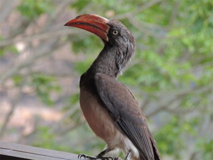 A cheeky crowned hornbill comes along to meet the Sports and Specials car owners at Leopard Rock restaurant in the Oribi area.