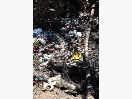 Nappies and boxes are dumped near the carcasses.