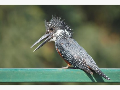 A giant kingfisher fishes off a bridge