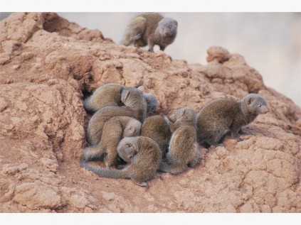 Dwarf mongooses are among Kruger's smaller interesting creatures