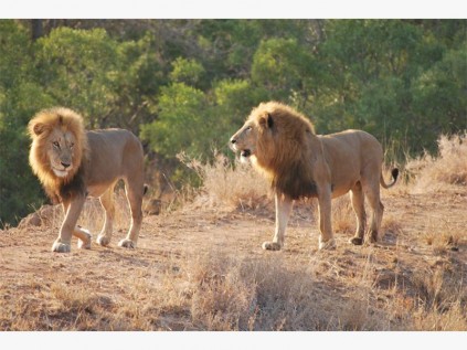 Lions on the prowl at Satara