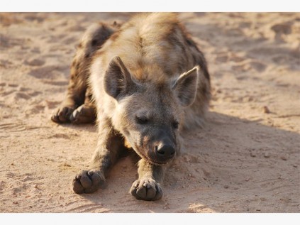 Baby hyena, spotted on a side road near Skukuza.