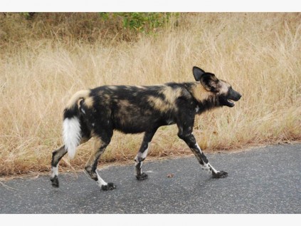 A wild dog strolls past our vehicle.