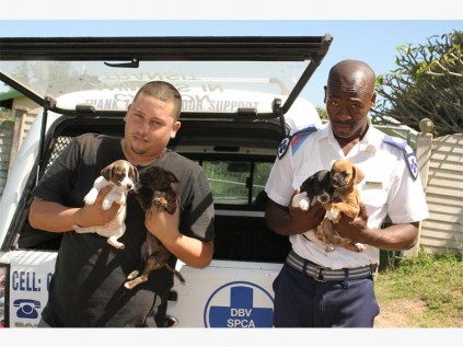 Volunteer inspector Liam Harry (left) and SPCA inspector Ernest Zulu ready to take the puppies and the dogs who belonged to the family to SPCA. 