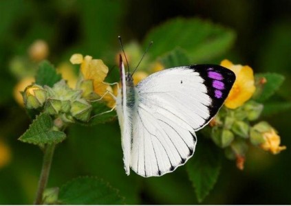 Coast Purple Tip, Colotis erone.