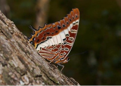 White-barred Charaxes, Charaxes brutus natalensis.