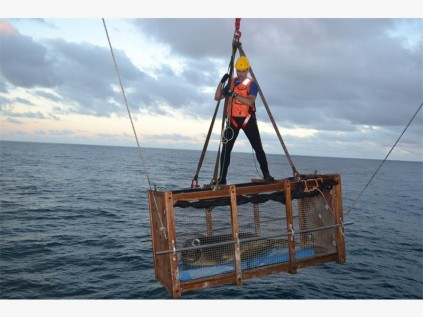 Wayne Sumpton positioned on the top of the crate and lowered a metre from the water preparing for Selso’s release. Photo: Ann Kunz