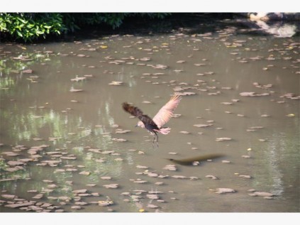 A hammerkop flies over the Nkongweni River last Thursday morning after sewage was seen floating  down the river. 