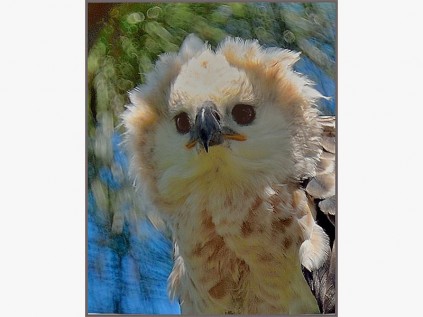 The wind was blowing from behind this four-month-old juvenile crowned eagle from San Lameer when this striking portrait was taken.