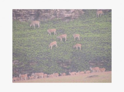 Eland in the mist.