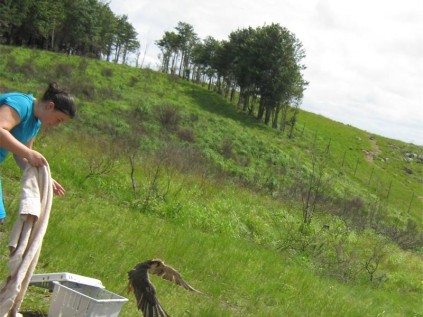 Dezi Venter releases a Lanner falcon at Crag's View.
