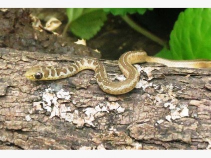 Alex Skene recently photographed a beautiful short-snouted whip (grass) snake in Tweni.