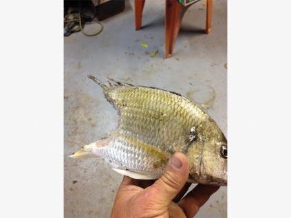 Marc Lange with a half eaten fish, perhaps 'chomped' by a Zambezi.