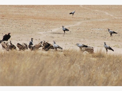 Vultures and secretary birds slake their thirst at a water hole at midday.
